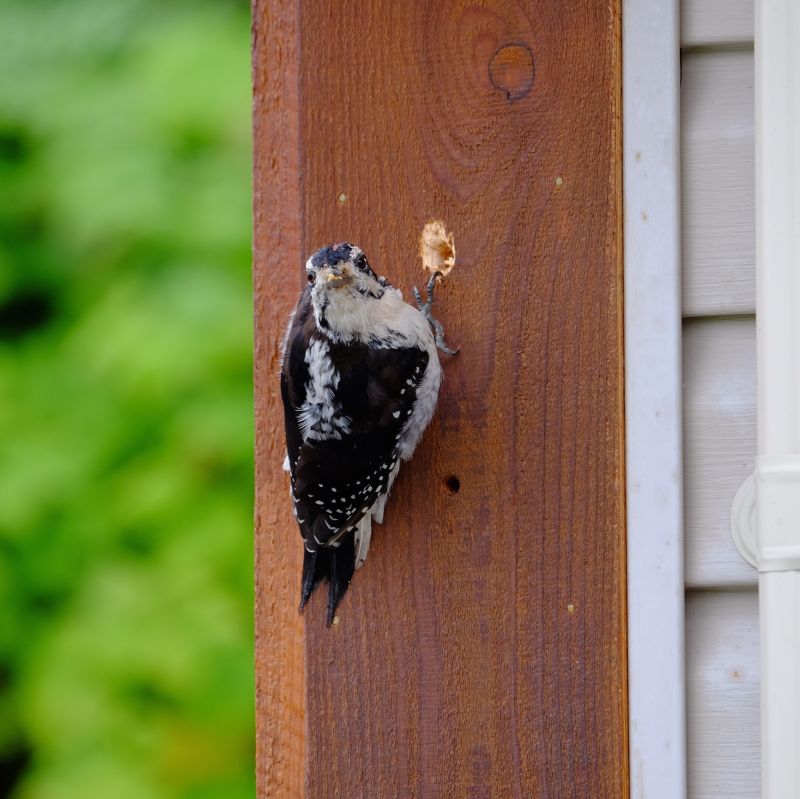 Woodpecker Hole Patching